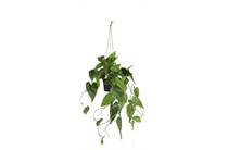 Coco Maison Philodendron Scandens H80cm kunstplant 